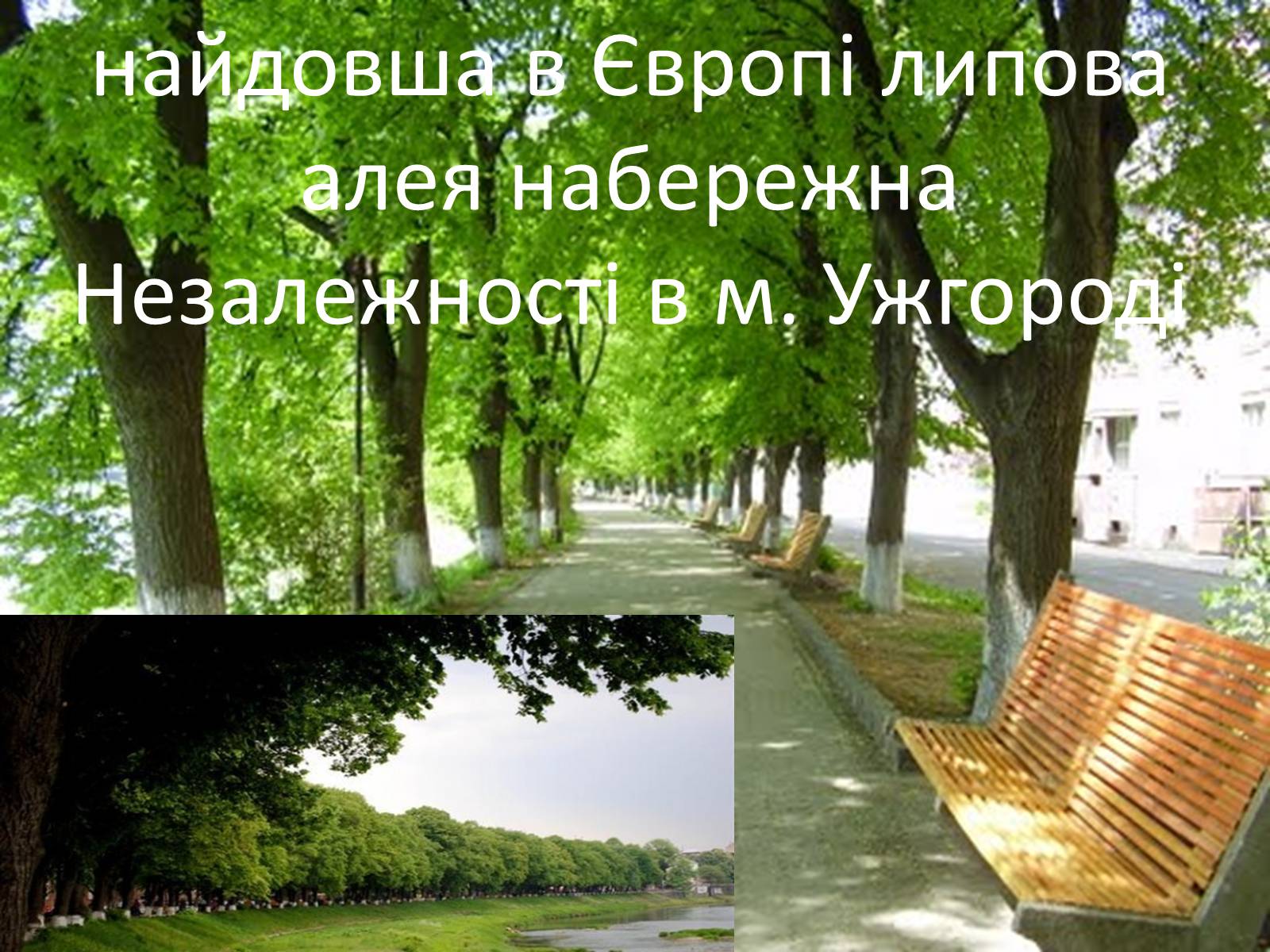 Презентація на тему «Закарпаття» - Слайд #16 Презентація на тему «Закарпаття» - Слайд #16