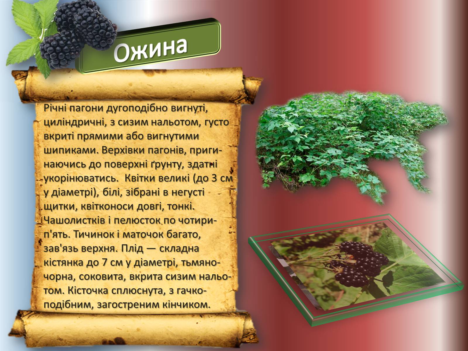 Презентація на тему «Карпати» (варіант 1) - Слайд #17 Презентація на тему «Карпати» (варіант 1) - Слайд #17