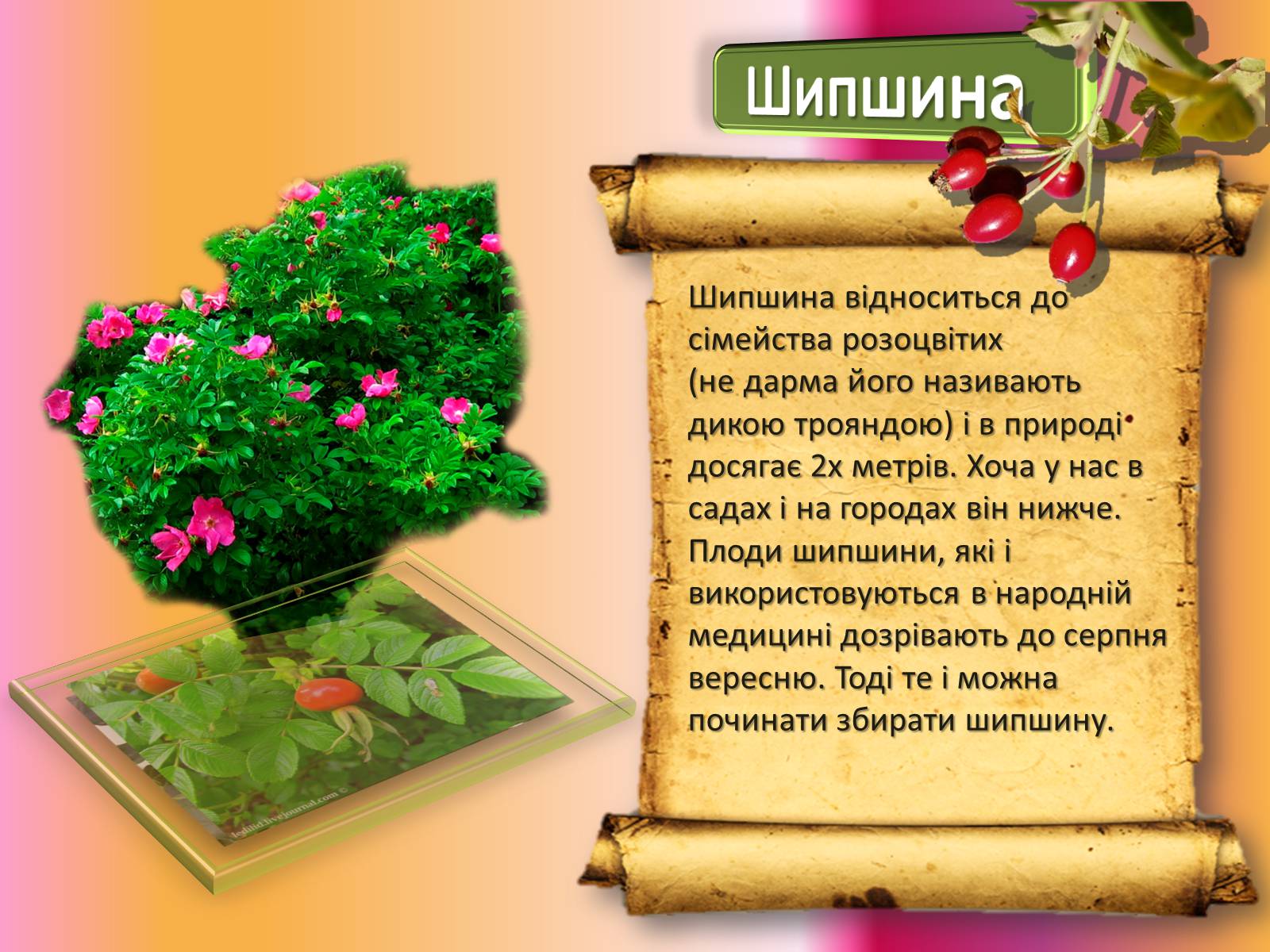 Презентація на тему «Карпати» (варіант 1) - Слайд #19 Презентація на тему «Карпати» (варіант 1) - Слайд #19
