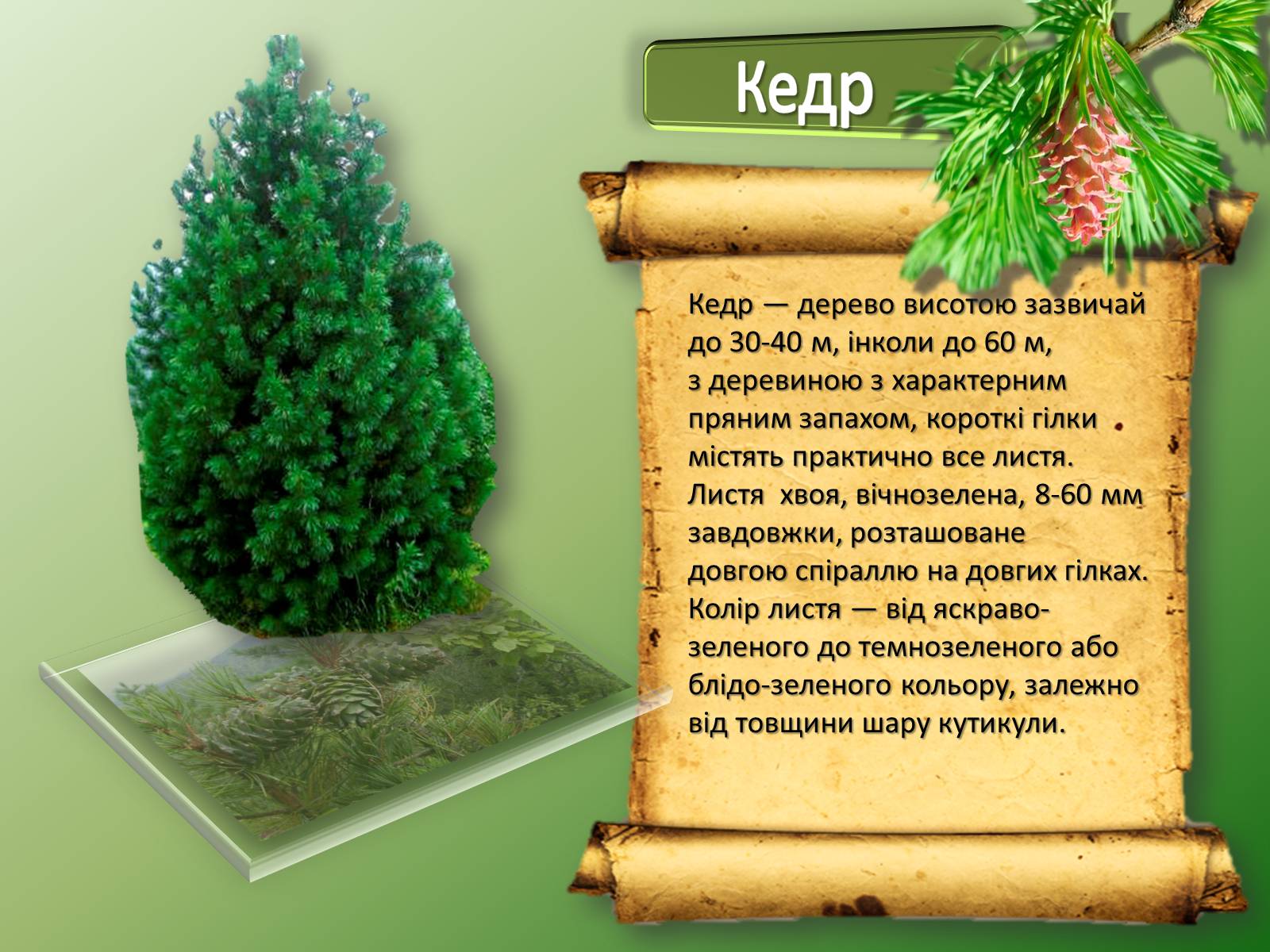 Презентація на тему «Карпати» (варіант 1) - Слайд #21 Презентація на тему «Карпати» (варіант 1) - Слайд #21