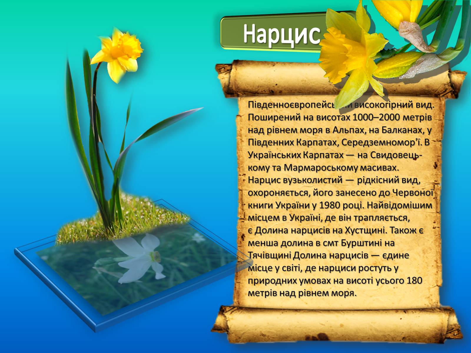 Презентація на тему «Карпати» (варіант 1) - Слайд #23 Презентація на тему «Карпати» (варіант 1) - Слайд #23