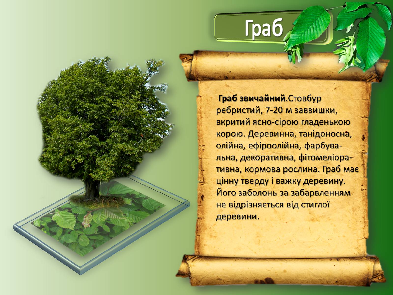 Презентація на тему «Карпати» (варіант 1) - Слайд #24 Презентація на тему «Карпати» (варіант 1) - Слайд #24