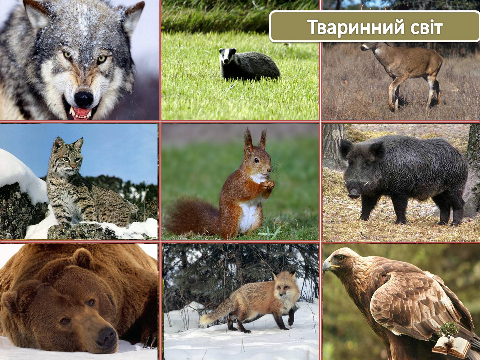 Презентація на тему «Карпати» (варіант 1) - Слайд #26 Презентація на тему «Карпати» (варіант 1) - Слайд #26