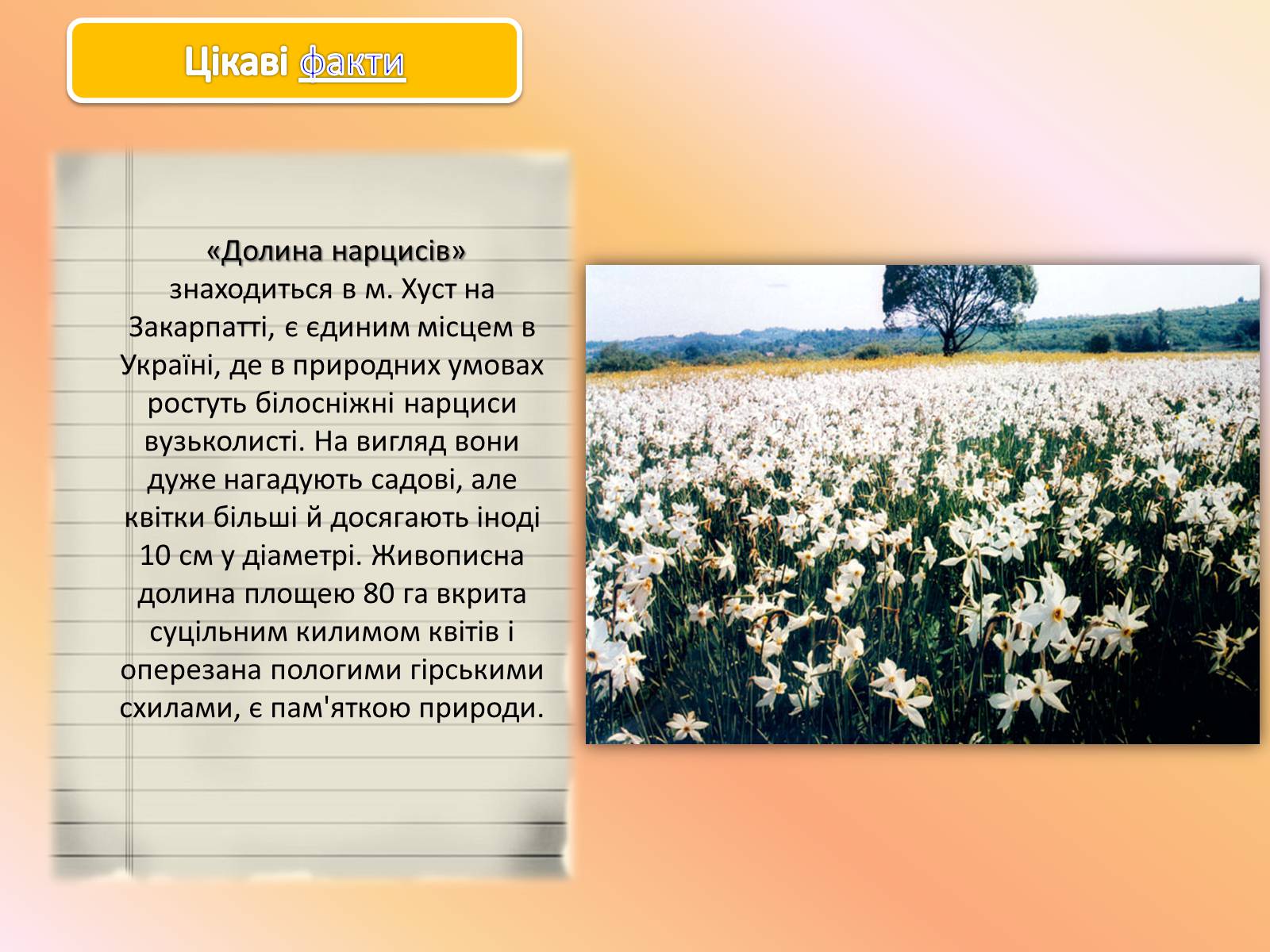 Презентація на тему «Карпати» (варіант 1) - Слайд #47 Презентація на тему «Карпати» (варіант 1) - Слайд #47