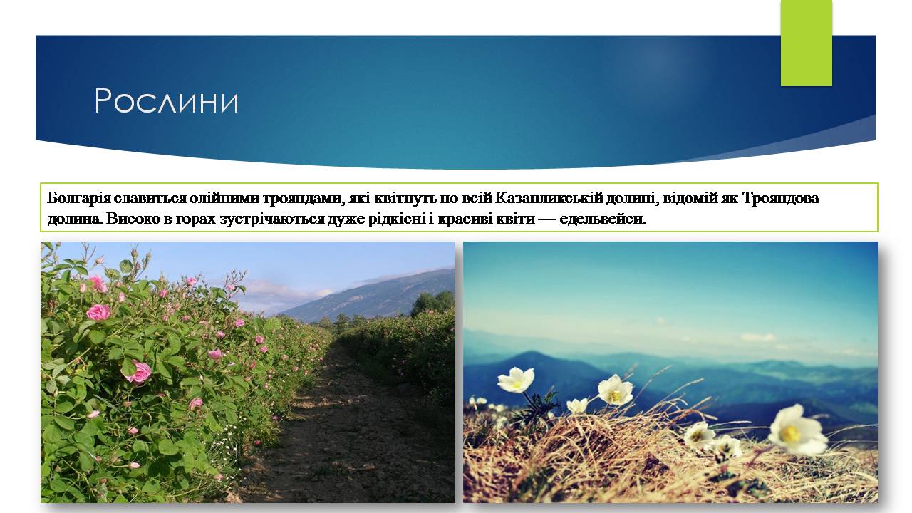 Презентація на тему «Болгарія» (варіант 10) - Слайд #10 Презентація на тему «Болгарія» (варіант 10) - Слайд #10