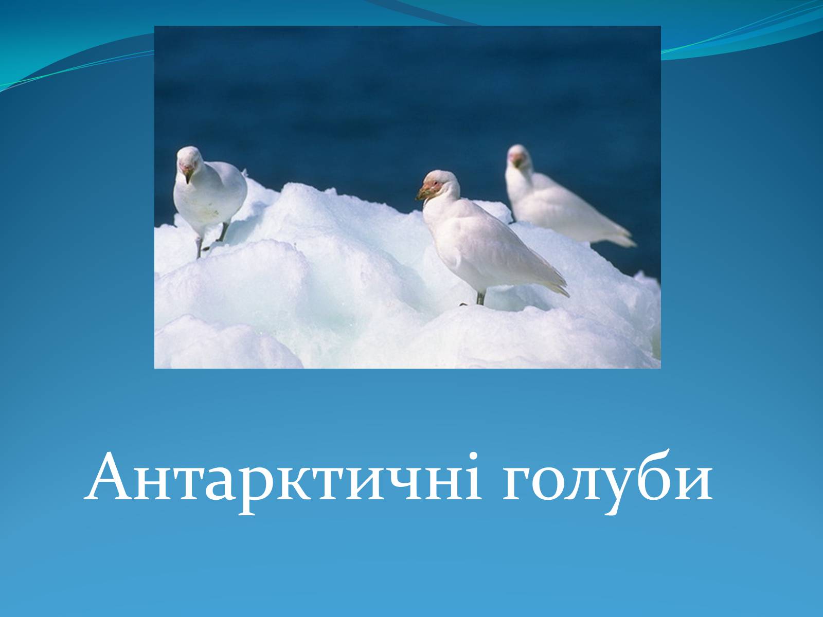 Презентація на тему «Антарктида» (варіант 1) - Слайд #14 Презентація на тему «Антарктида» (варіант 1) - Слайд #14