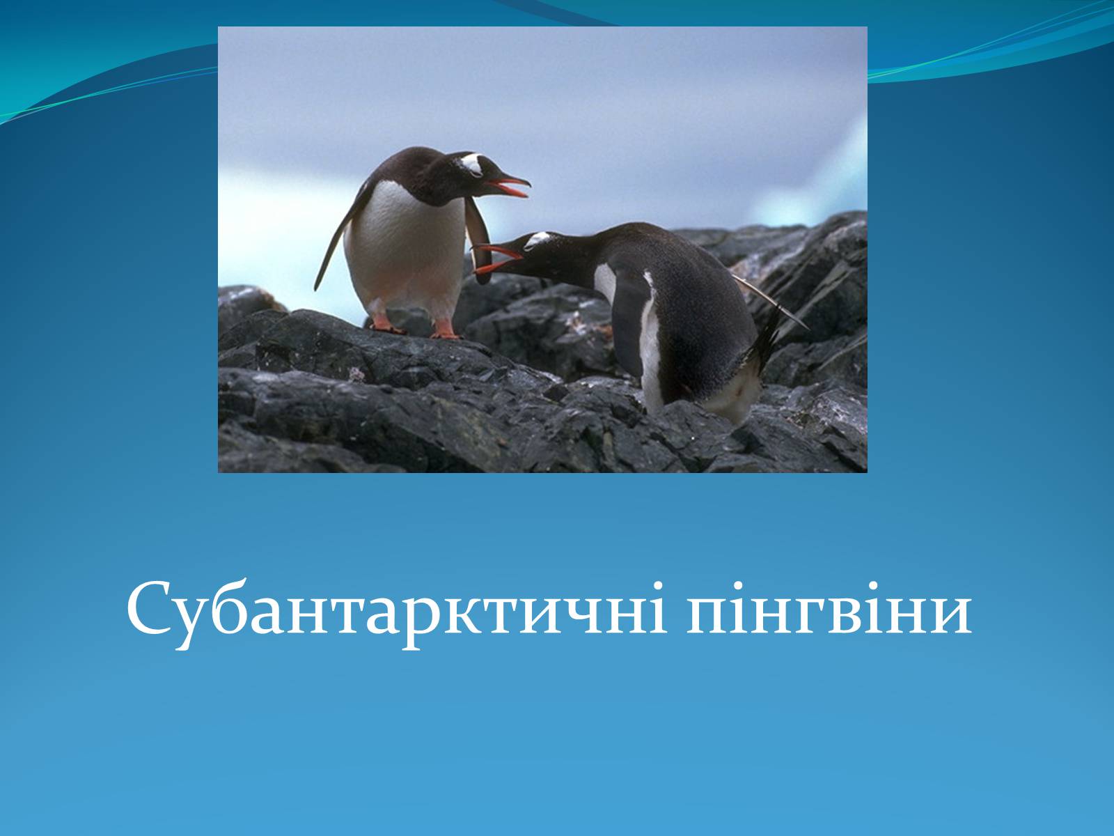 Презентація на тему «Антарктида» (варіант 1) - Слайд #16 Презентація на тему «Антарктида» (варіант 1) - Слайд #16