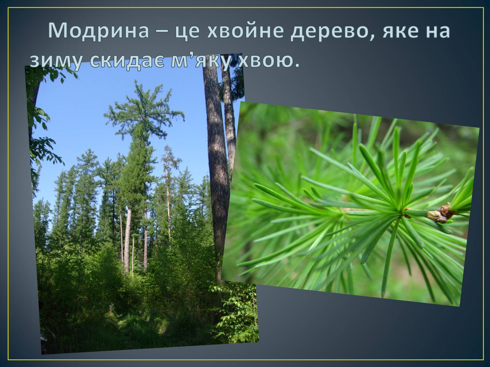 Презентація на тему «Українські Карпати» (варіант 8) - Слайд #15 Презентація на тему «Українські Карпати» (варіант 8) - Слайд #15