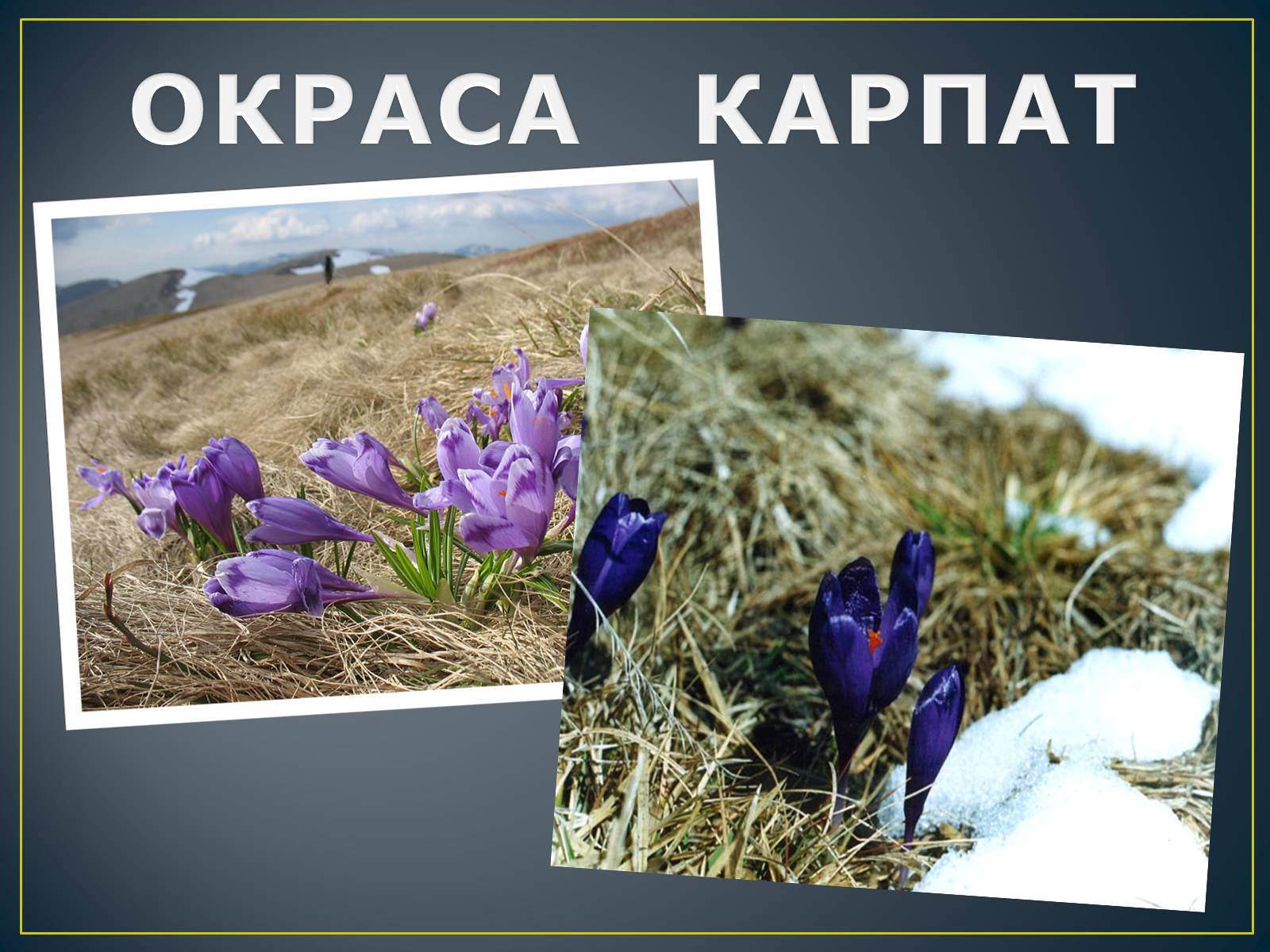 Презентація на тему «Українські Карпати» (варіант 8) - Слайд #16 Презентація на тему «Українські Карпати» (варіант 8) - Слайд #16