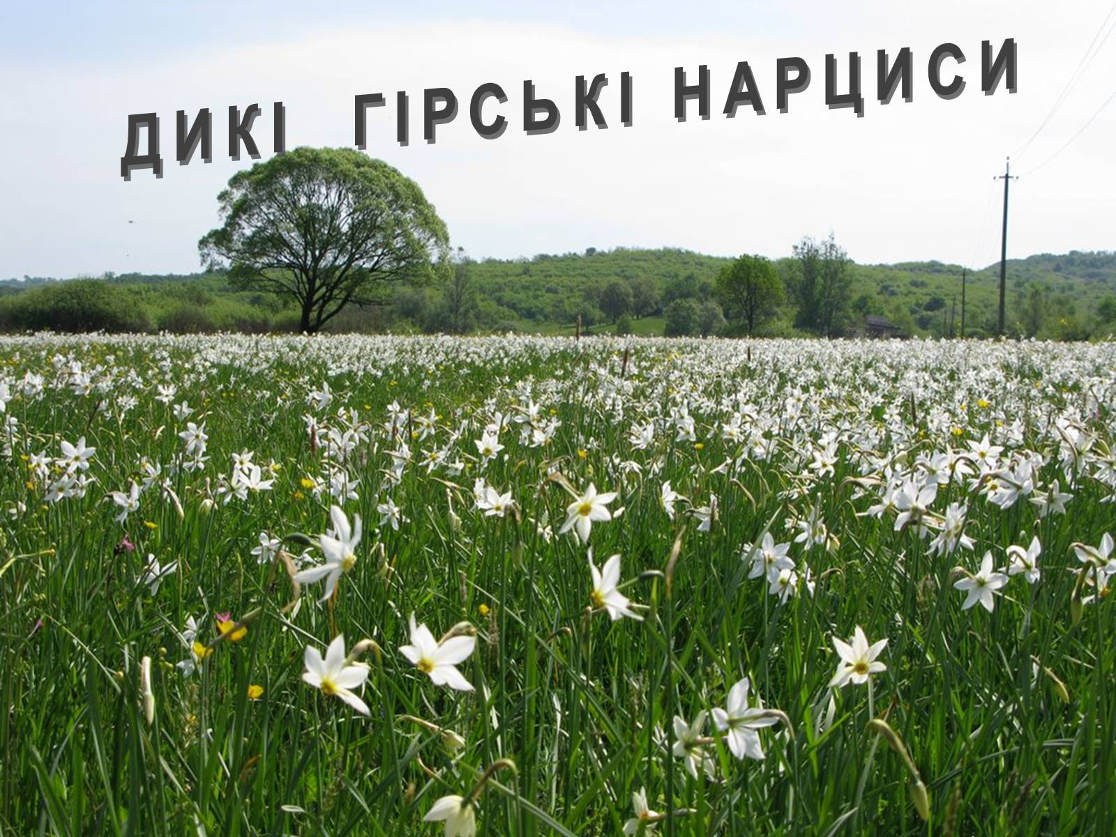 Презентація на тему «Українські Карпати» (варіант 8) - Слайд #18 Презентація на тему «Українські Карпати» (варіант 8) - Слайд #18