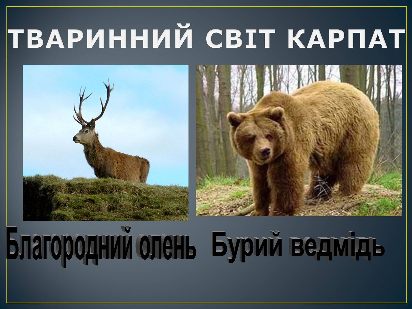 Презентація на тему «Українські Карпати» (варіант 8) - Слайд #19 Презентація на тему «Українські Карпати» (варіант 8) - Слайд #19