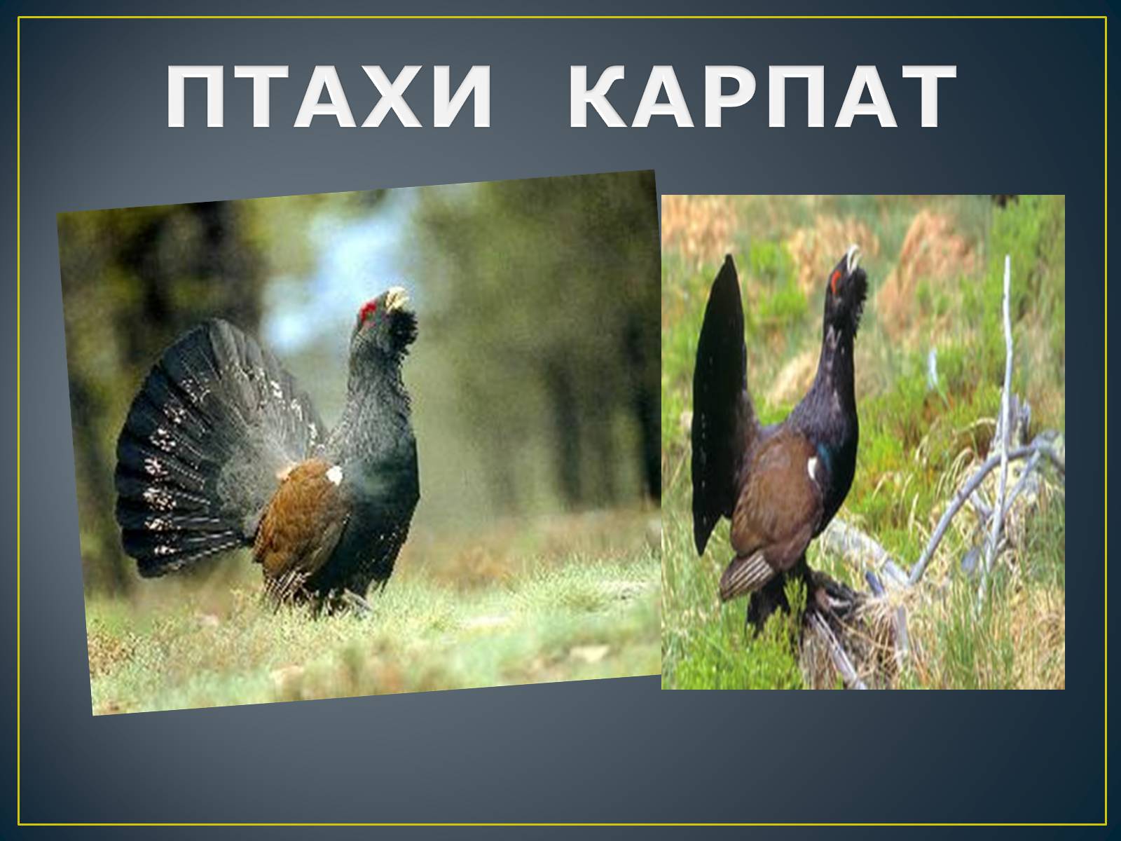 Презентація на тему «Українські Карпати» (варіант 8) - Слайд #21 Презентація на тему «Українські Карпати» (варіант 8) - Слайд #21