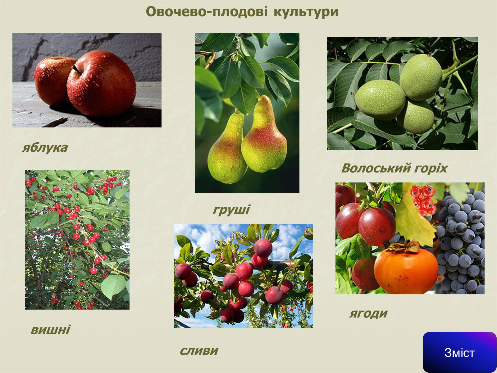 Презентація на тему «Сільське господарство світу» (варіант 1) - Слайд #12 Презентація на тему «Сільське господарство світу» (варіант 1) - Слайд #12