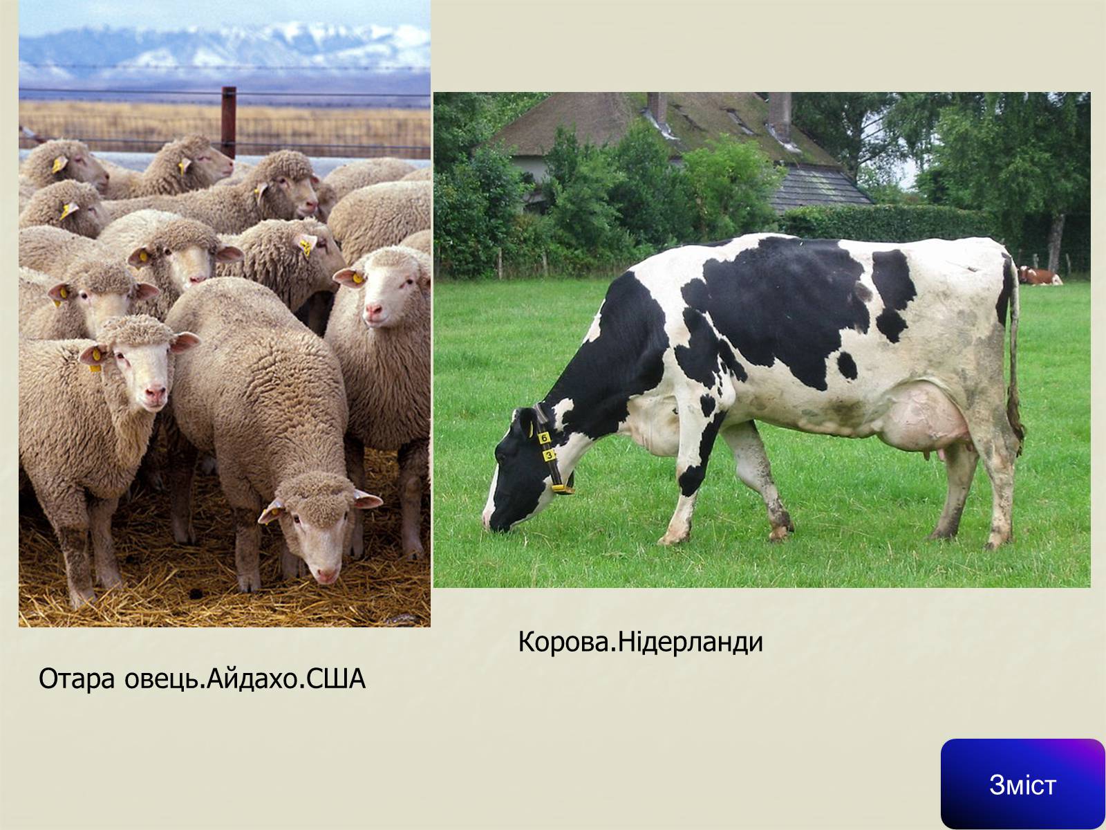 Презентація на тему «Сільське господарство світу» (варіант 1) - Слайд #16 Презентація на тему «Сільське господарство світу» (варіант 1) - Слайд #16