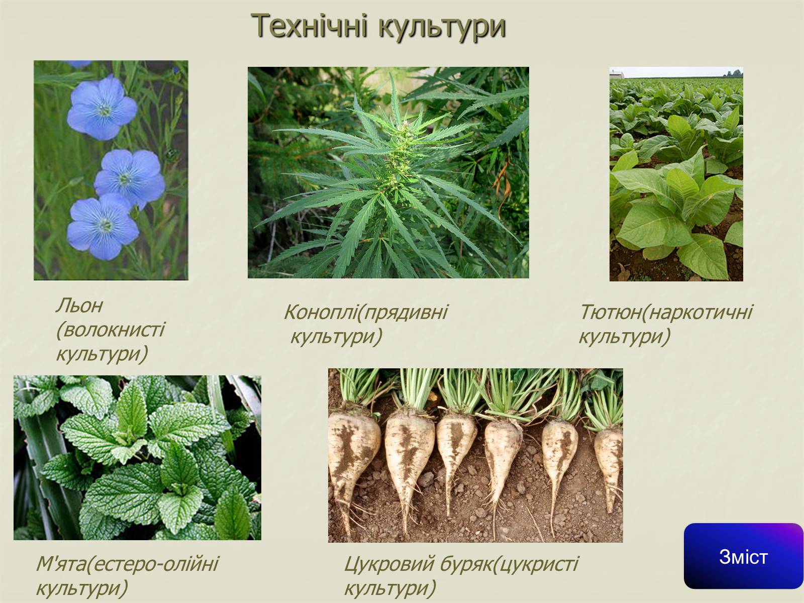 Презентація на тему «Сільське господарство світу» (варіант 1) - Слайд #9 Презентація на тему «Сільське господарство світу» (варіант 1) - Слайд #9