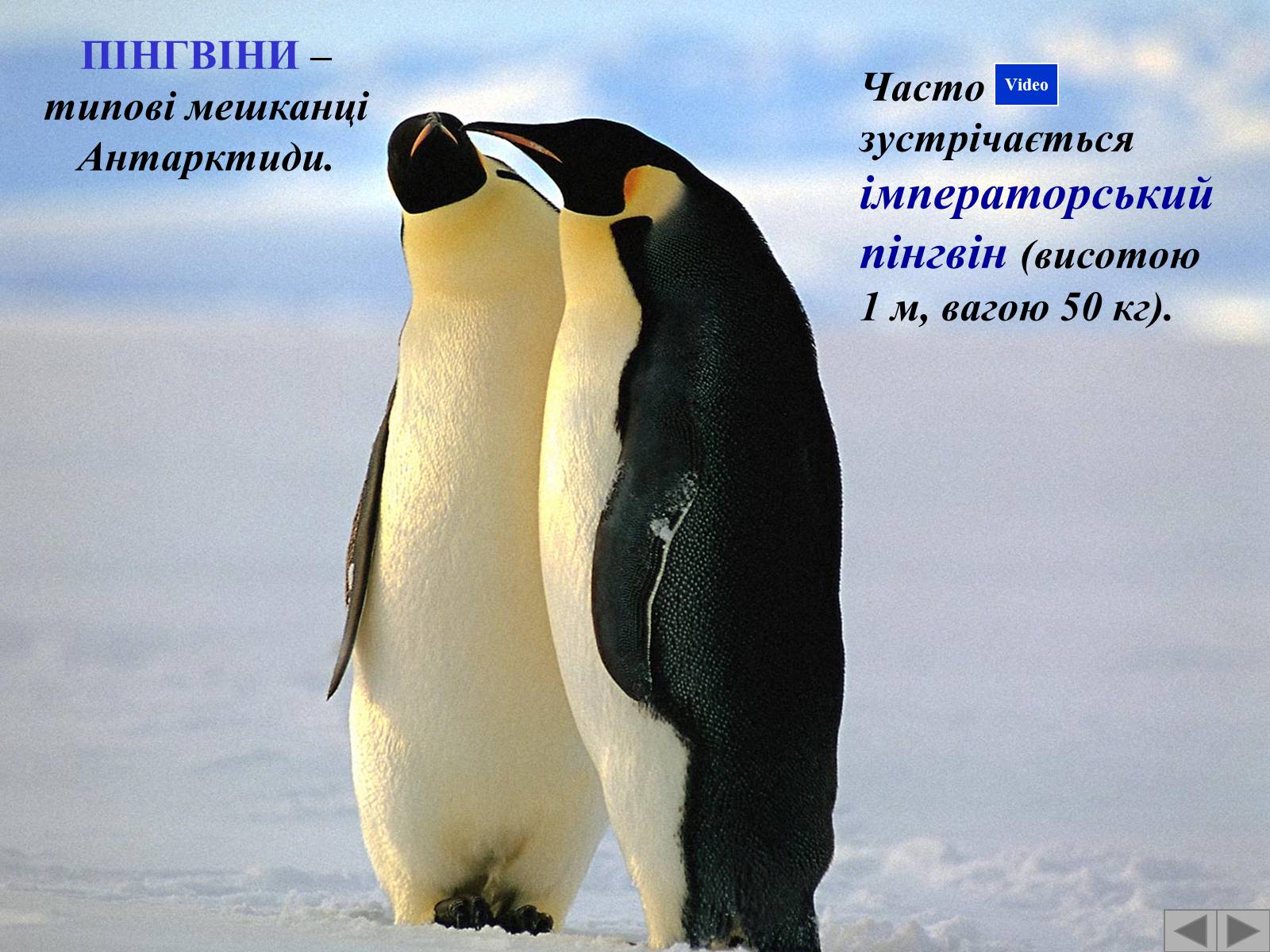 Презентація на тему «Антарктида» (варіант 3) - Слайд #16 Презентація на тему «Антарктида» (варіант 3) - Слайд #16