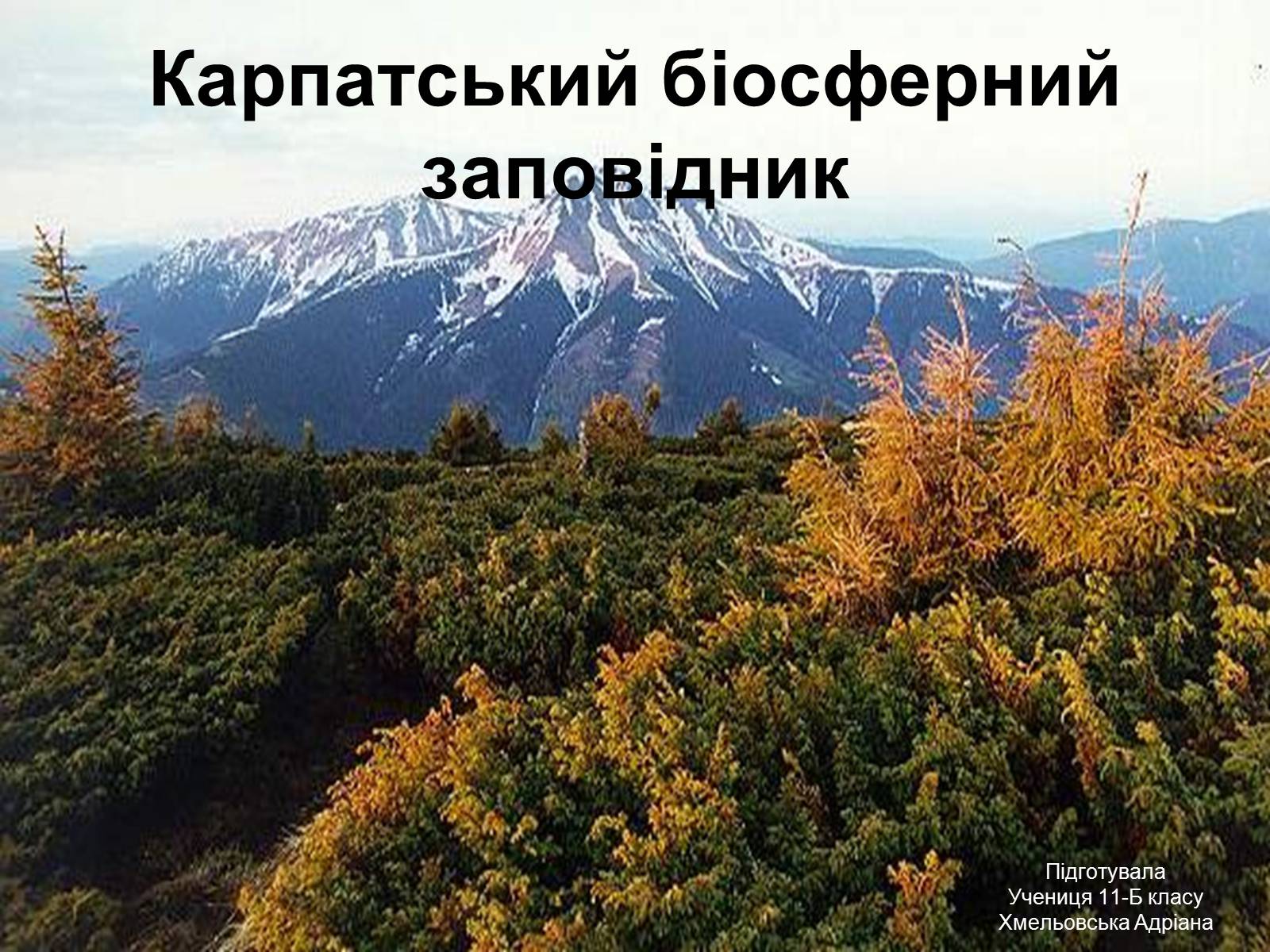 Презентація на тему «Карпатський біосферний заповідник» (варіант 2) - Слайд #1 Презентація на тему «Карпатський біосферний заповідник» (варіант 2) - Слайд #1