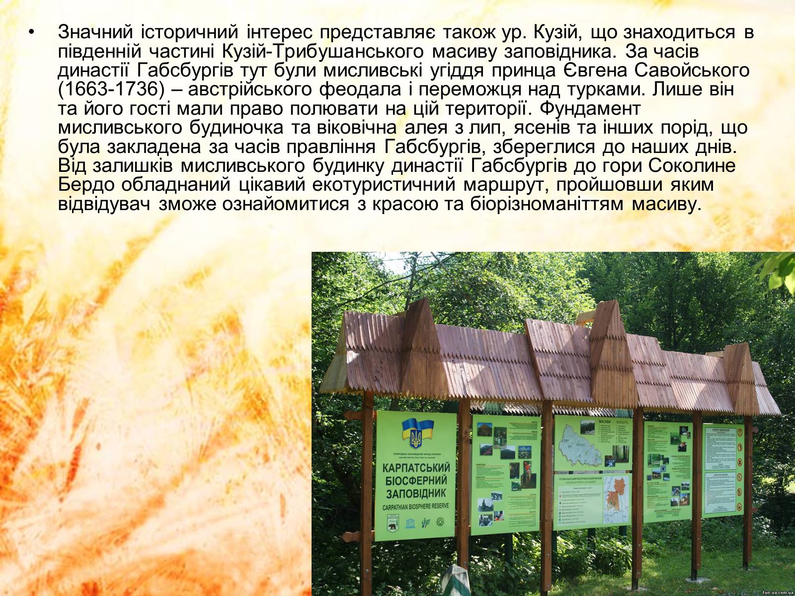 Презентація на тему «Карпатський біосферний заповідник» (варіант 2) - Слайд #12 Презентація на тему «Карпатський біосферний заповідник» (варіант 2) - Слайд #12