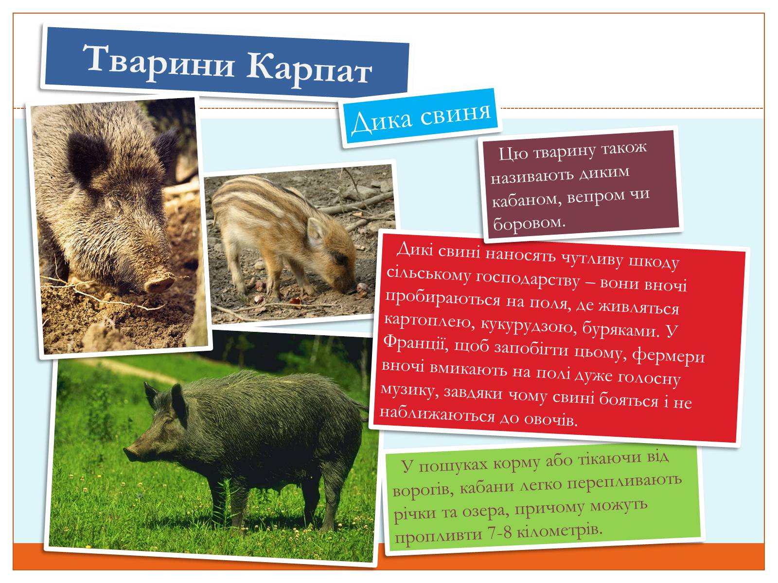 Презентація на тему «Тваринний світ Карпат» - Слайд #10 Презентація на тему «Тваринний світ Карпат» - Слайд #10