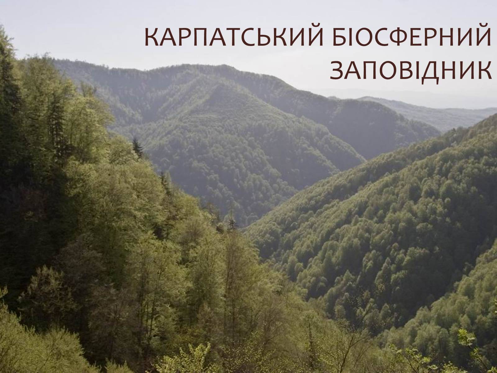 Презентація на тему «Карпатський біосферний заповідник» (варіант 1) - Слайд #1 Презентація на тему «Карпатський біосферний заповідник» (варіант 1) - Слайд #1