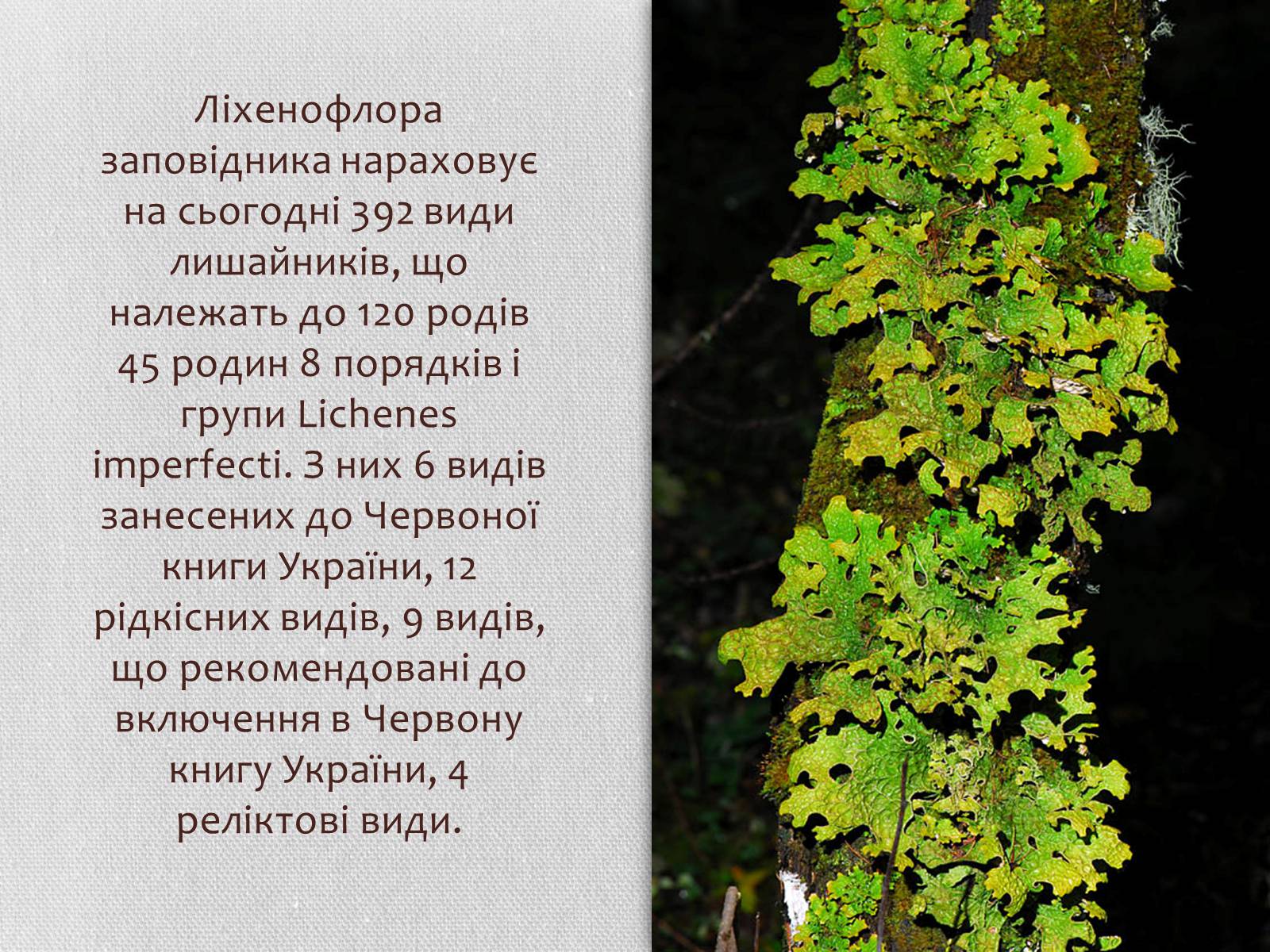 Презентація на тему «Карпатський біосферний заповідник» (варіант 1) - Слайд #11 Презентація на тему «Карпатський біосферний заповідник» (варіант 1) - Слайд #11
