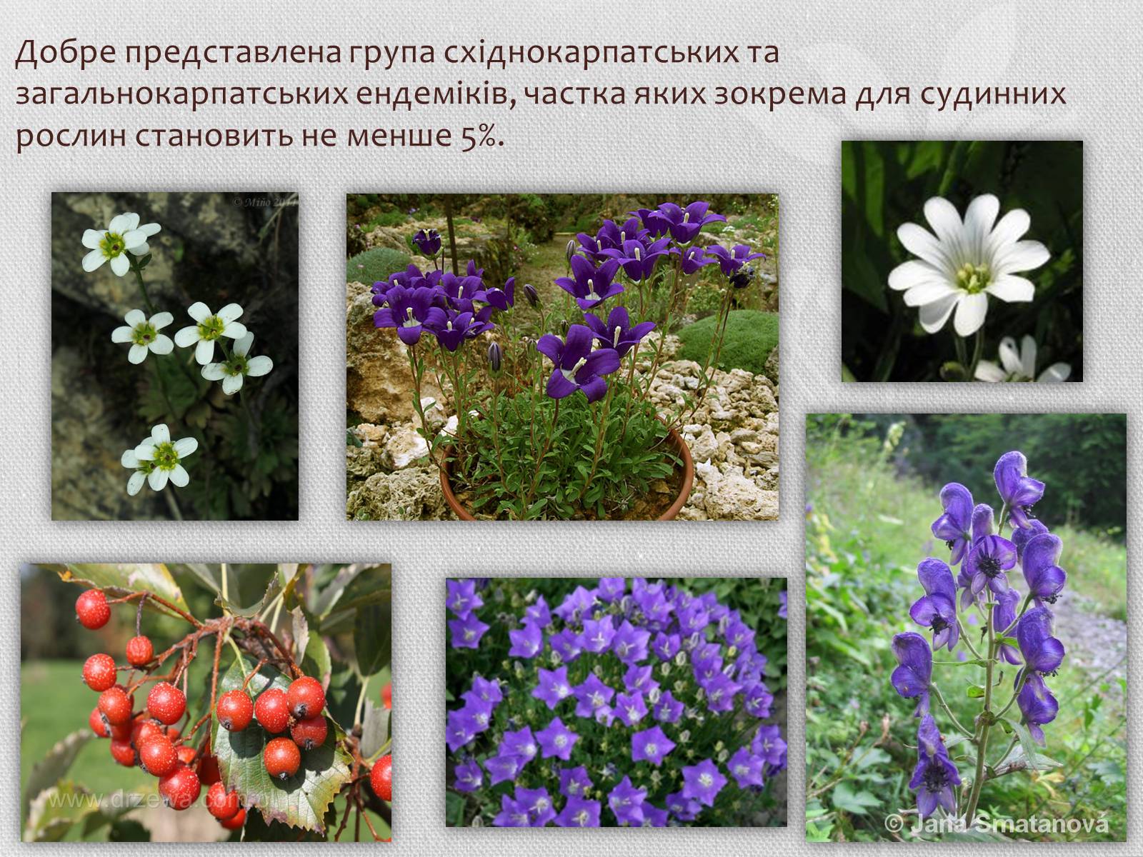 Презентація на тему «Карпатський біосферний заповідник» (варіант 1) - Слайд #15 Презентація на тему «Карпатський біосферний заповідник» (варіант 1) - Слайд #15
