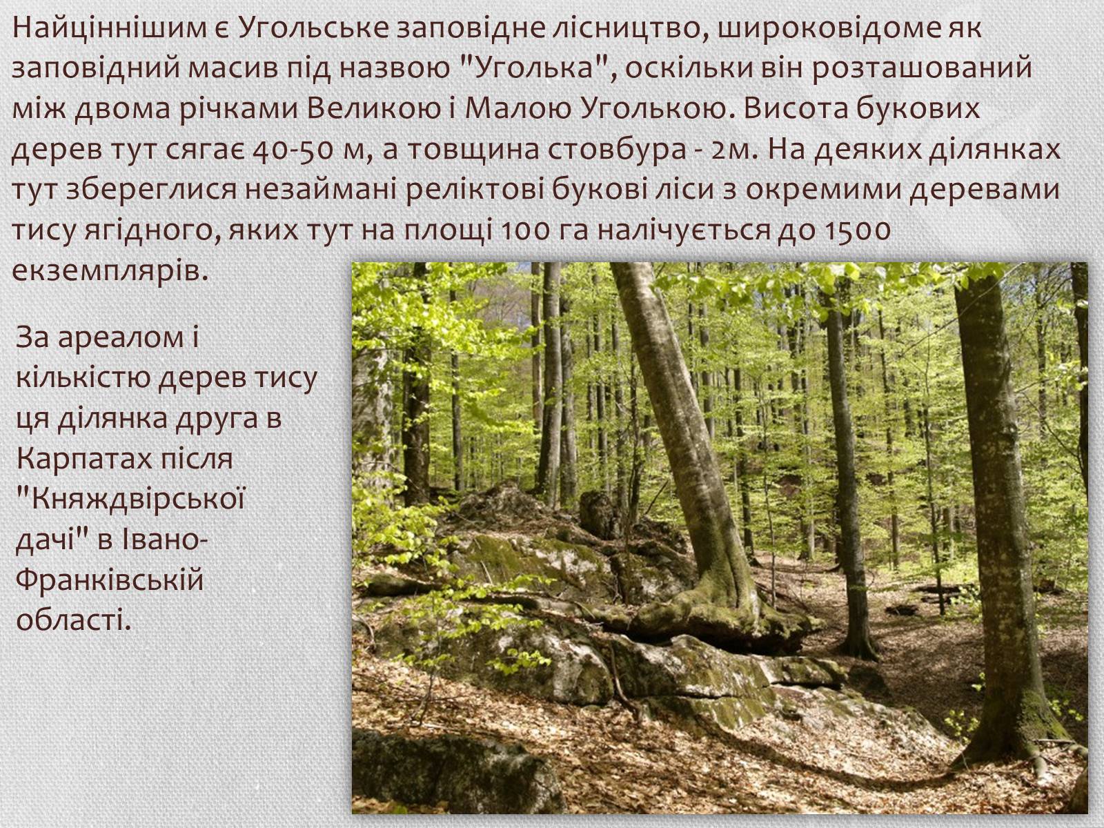 Презентація на тему «Карпатський біосферний заповідник» (варіант 1) - Слайд #17 Презентація на тему «Карпатський біосферний заповідник» (варіант 1) - Слайд #17