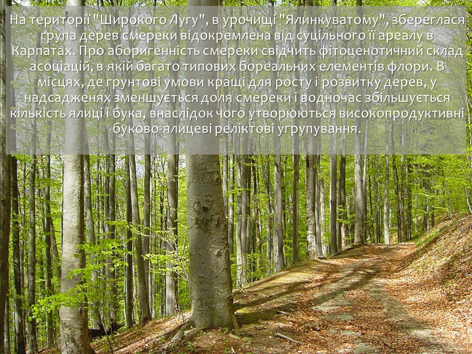 Презентація на тему «Карпатський біосферний заповідник» (варіант 1) - Слайд #20 Презентація на тему «Карпатський біосферний заповідник» (варіант 1) - Слайд #20