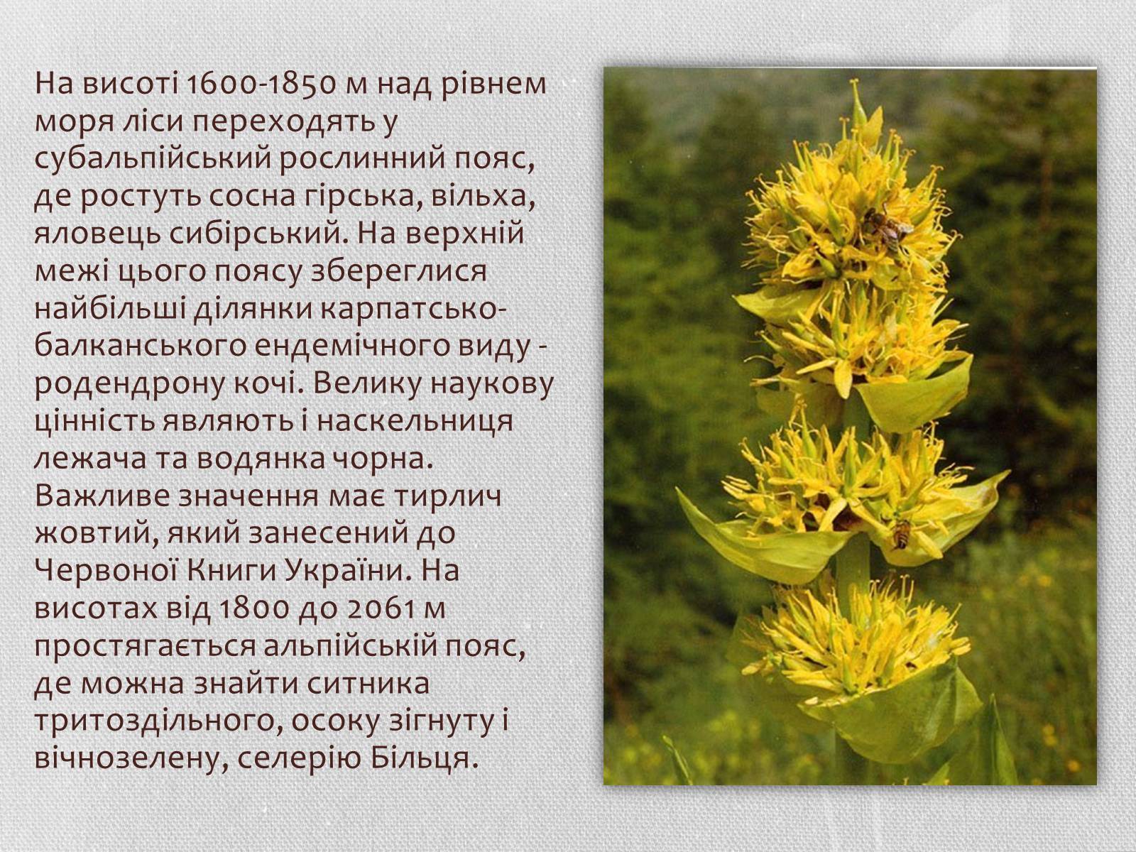 Презентація на тему «Карпатський біосферний заповідник» (варіант 1) - Слайд #25 Презентація на тему «Карпатський біосферний заповідник» (варіант 1) - Слайд #25