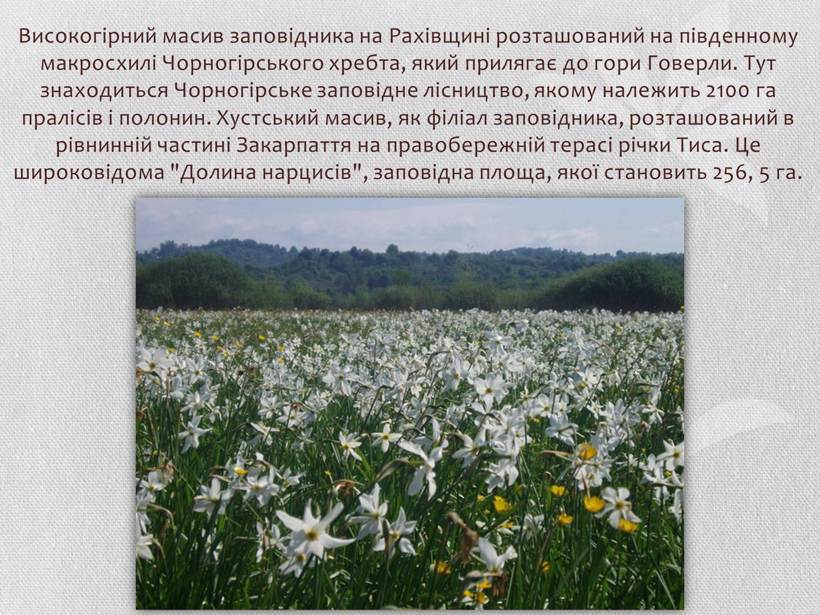 Презентація на тему «Карпатський біосферний заповідник» (варіант 1) - Слайд #8 Презентація на тему «Карпатський біосферний заповідник» (варіант 1) - Слайд #8