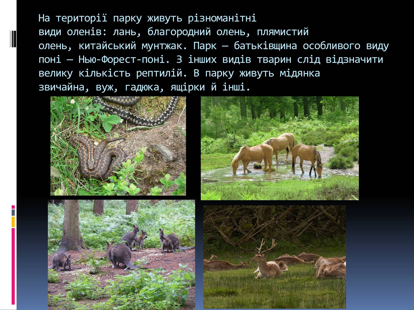 Презентація на тему «Природні парки Великої Британії» (варіант 3) - Слайд #7 Презентація на тему «Природні парки Великої Британії» (варіант 3) - Слайд #7