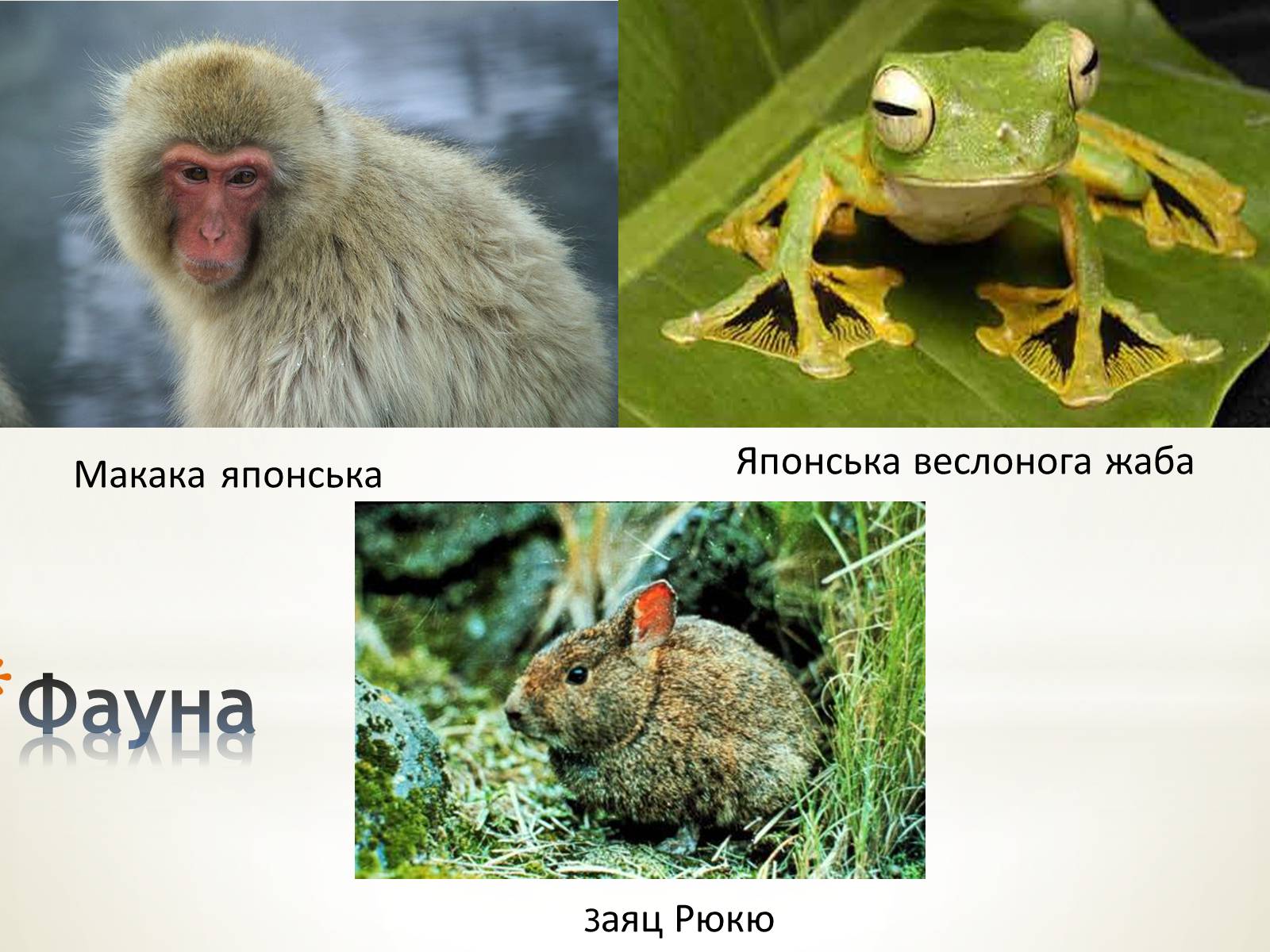 Презентація на тему «Японія» (варіант 28) - Слайд #11 Презентація на тему «Японія» (варіант 28) - Слайд #11