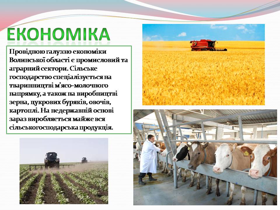 Презентація на тему «Волинська область» - Слайд #8 Презентація на тему «Волинська область» - Слайд #8