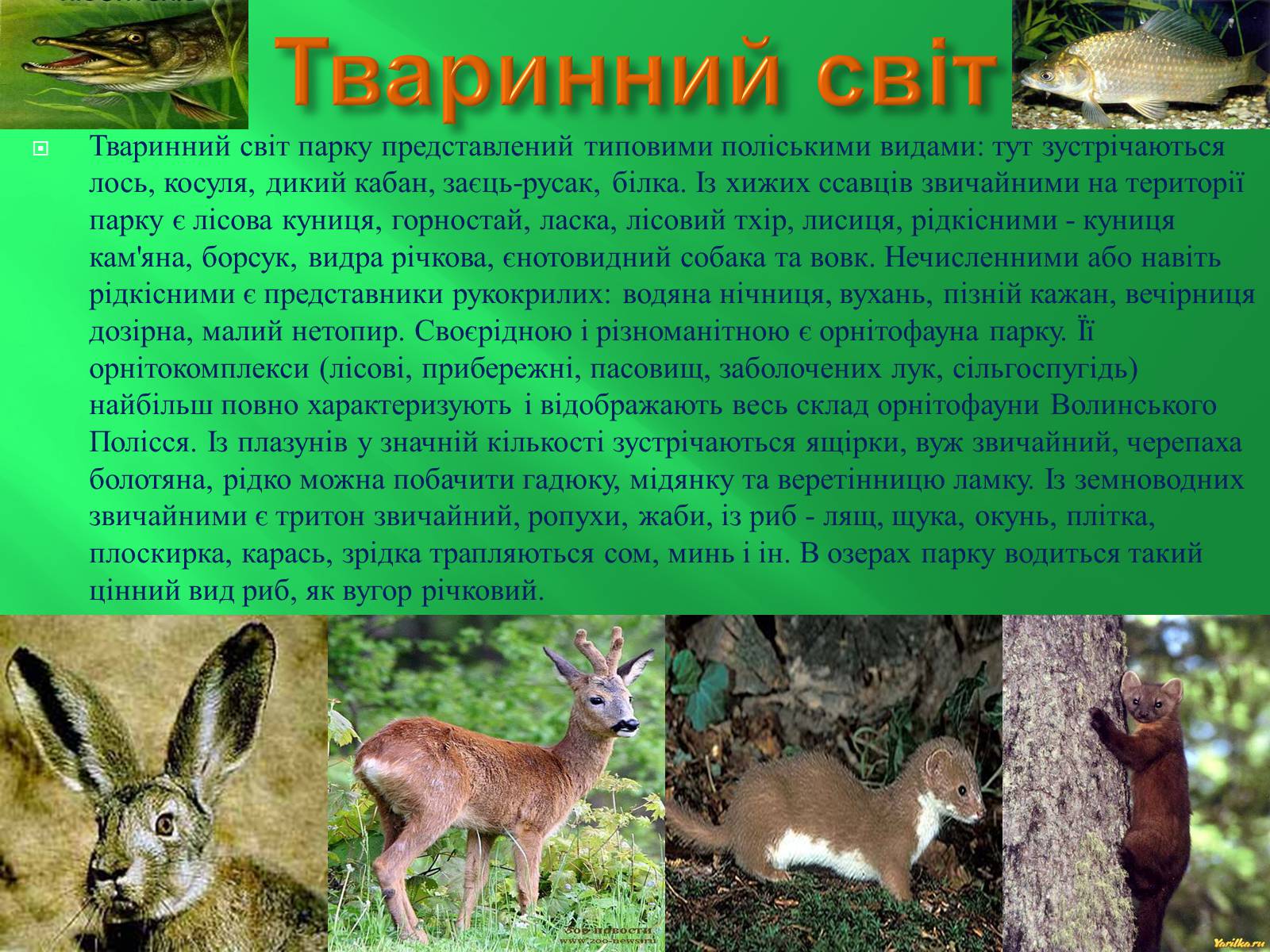 Презентація на тему «Шацький національний природний парк» (варіант 2) - Слайд #10 Презентація на тему «Шацький національний природний парк» (варіант 2) - Слайд #10