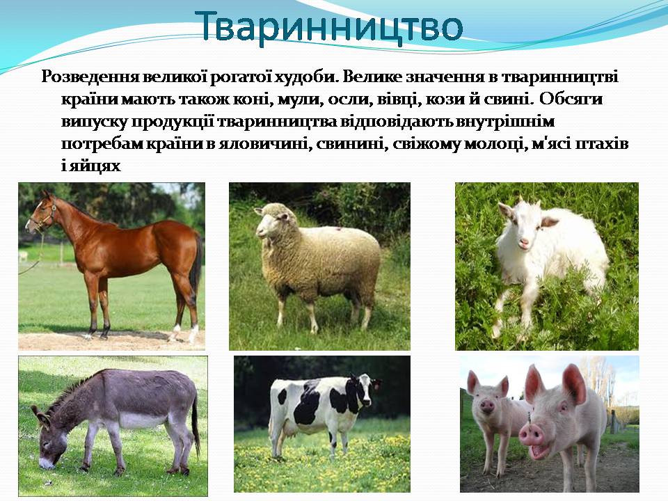 Презентація на тему «Мексика» (варіант 17) - Слайд #13 Презентація на тему «Мексика» (варіант 17) - Слайд #13