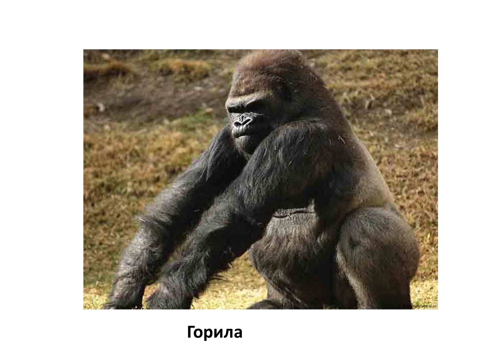 Презентація на тему «Тваринний і рослинний світ природних зон Африки» - Слайд #10 Презентація на тему «Тваринний і рослинний світ природних зон Африки» - Слайд #10
