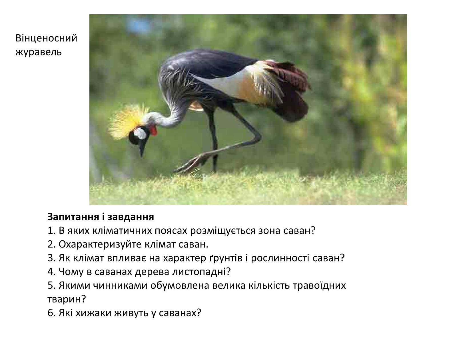 Презентація на тему «Тваринний і рослинний світ природних зон Африки» - Слайд #29 Презентація на тему «Тваринний і рослинний світ природних зон Африки» - Слайд #29