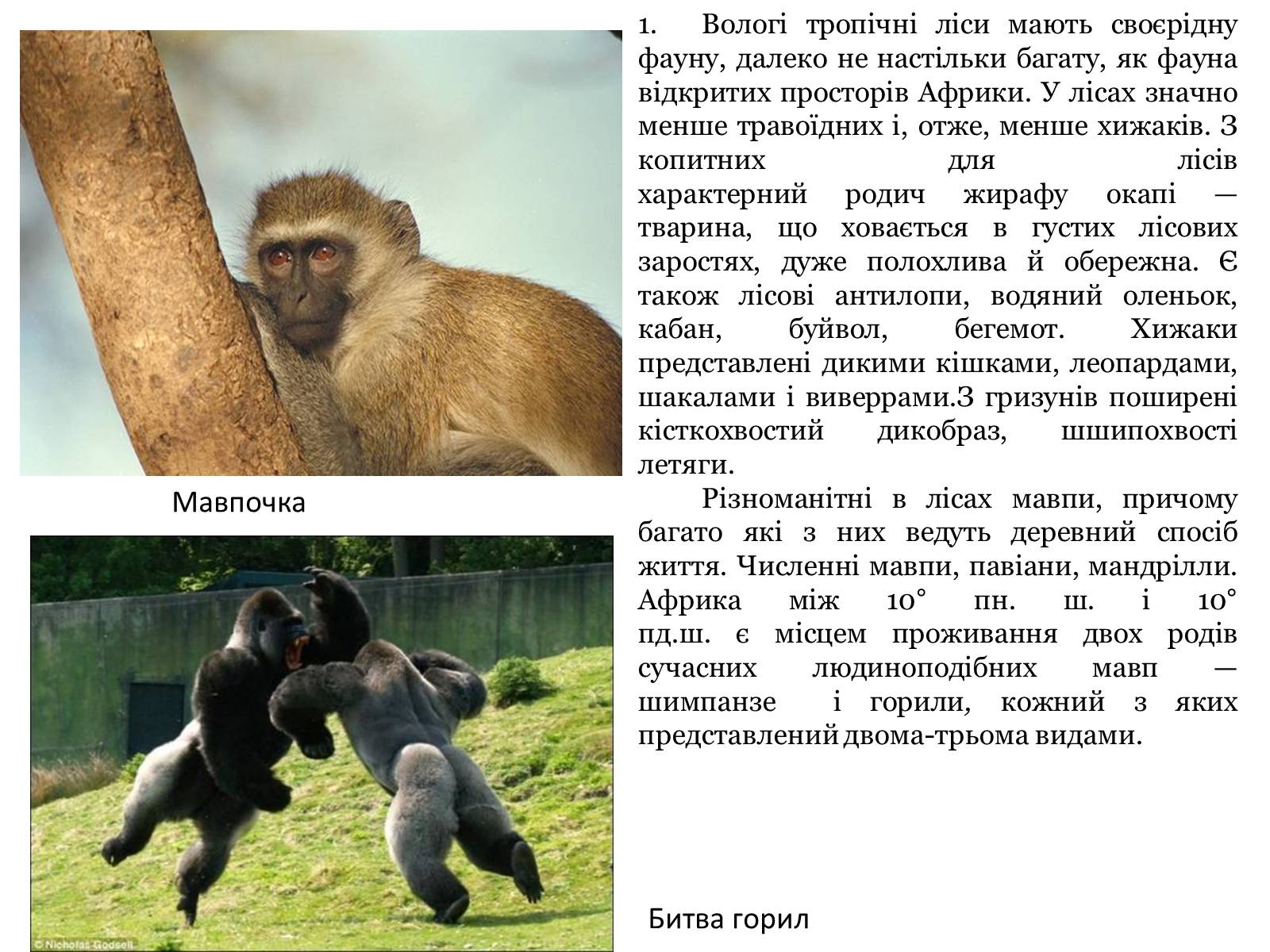 Презентація на тему «Тваринний і рослинний світ природних зон Африки» - Слайд #7 Презентація на тему «Тваринний і рослинний світ природних зон Африки» - Слайд #7