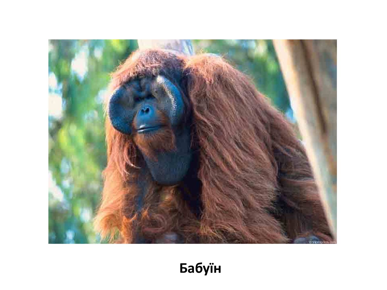 Презентація на тему «Тваринний і рослинний світ природних зон Африки» - Слайд #9 Презентація на тему «Тваринний і рослинний світ природних зон Африки» - Слайд #9