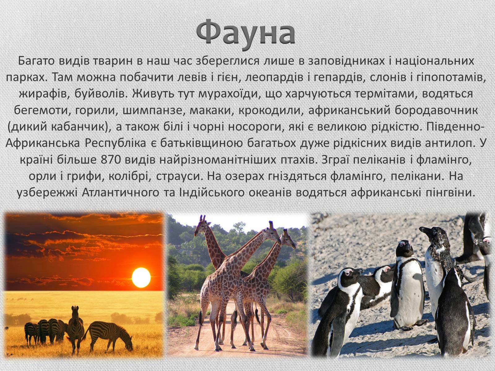Презентація на тему «Південно-Африканська Республіка» (варіант 5) - Слайд #9 Презентація на тему «Південно-Африканська Республіка» (варіант 5) - Слайд #9