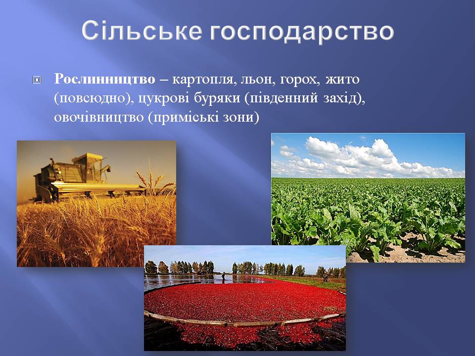 Презентація на тему «Білорусь» (варіант 8) - Слайд #14 Презентація на тему «Білорусь» (варіант 8) - Слайд #14