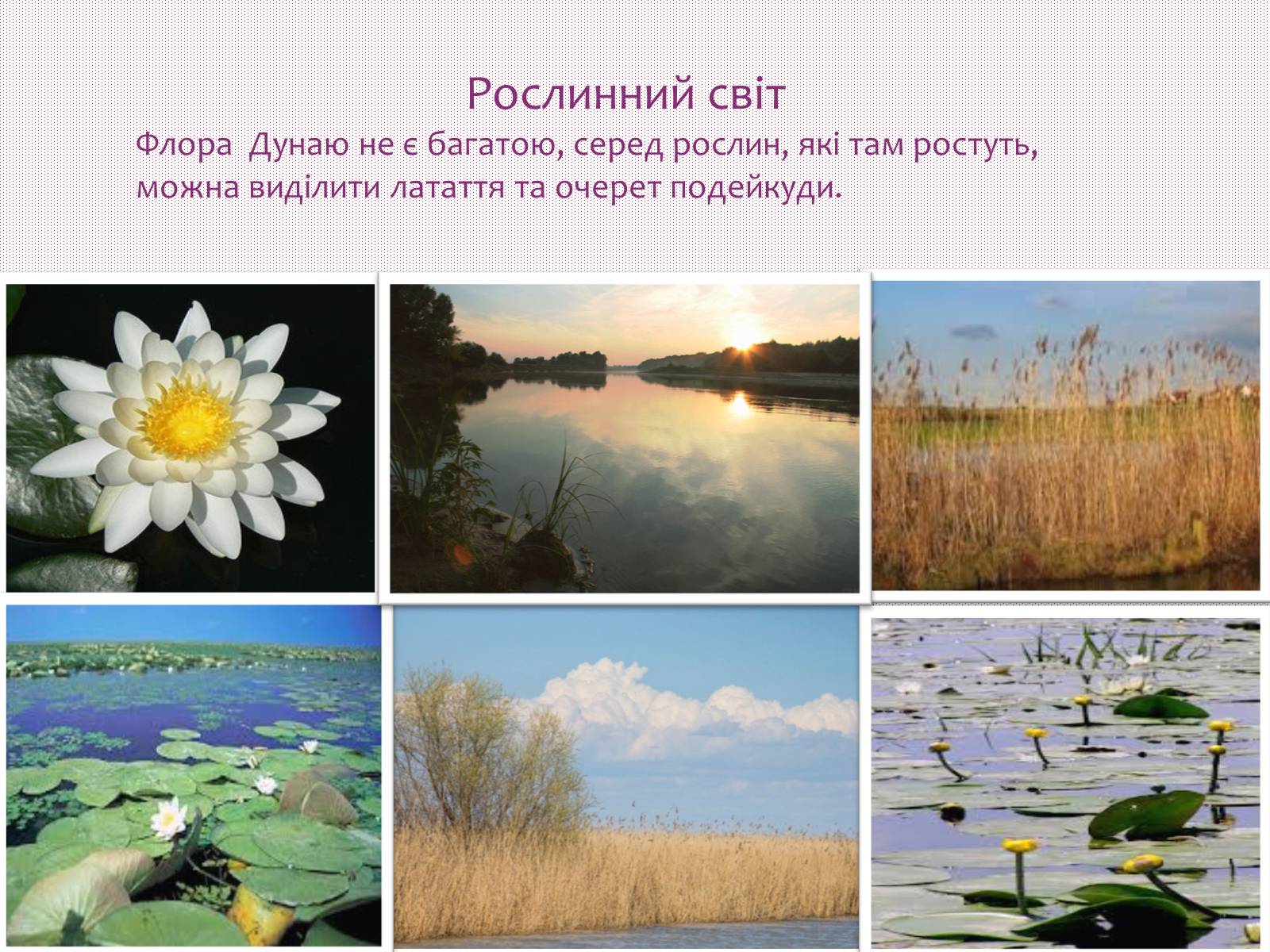 Презентація на тему «Річки світу» - Слайд #5 Презентація на тему «Річки світу» - Слайд #5