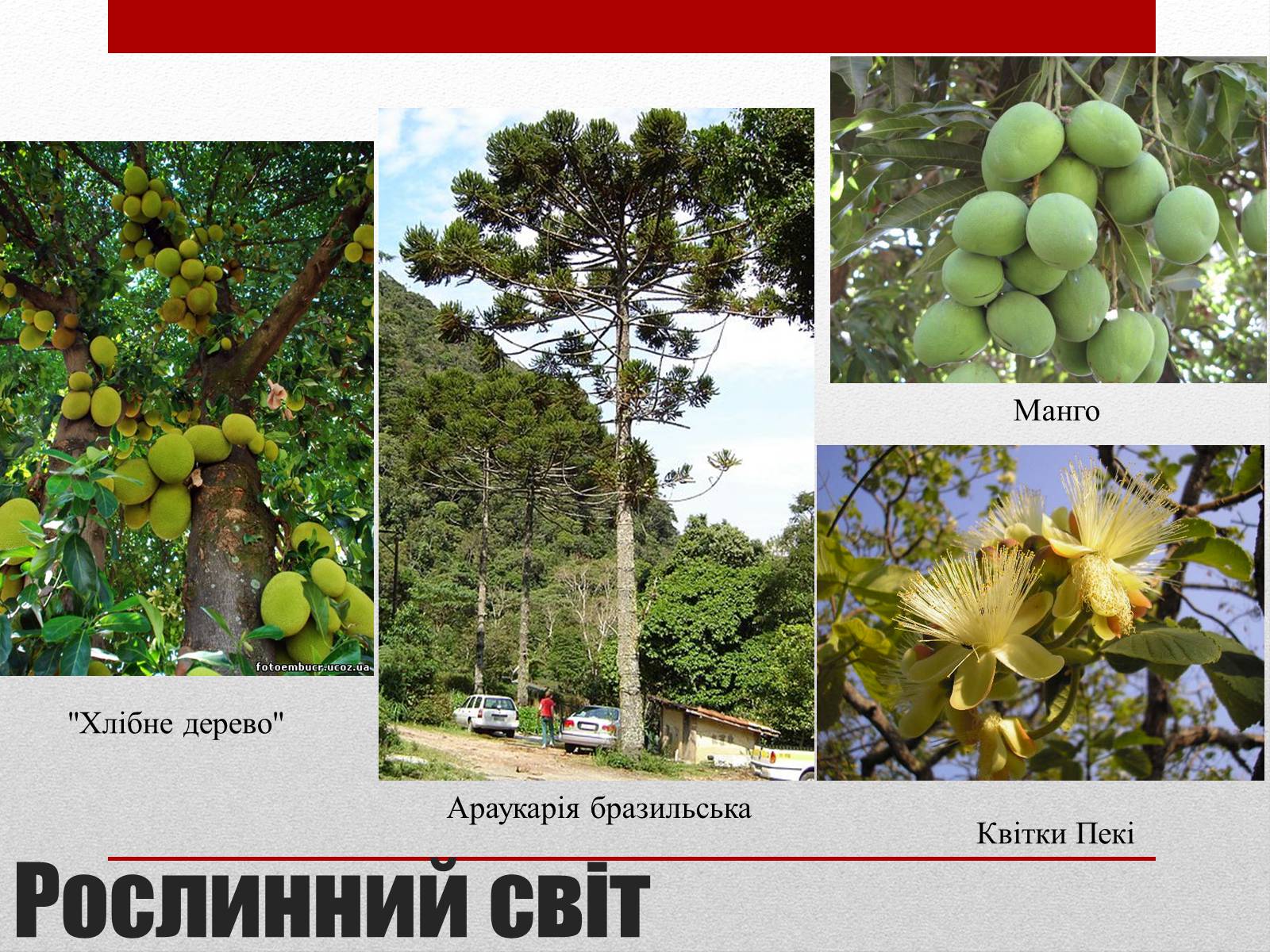 Презентація на тему «Бразилія» (варіант 6) - Слайд #10 Презентація на тему «Бразилія» (варіант 6) - Слайд #10