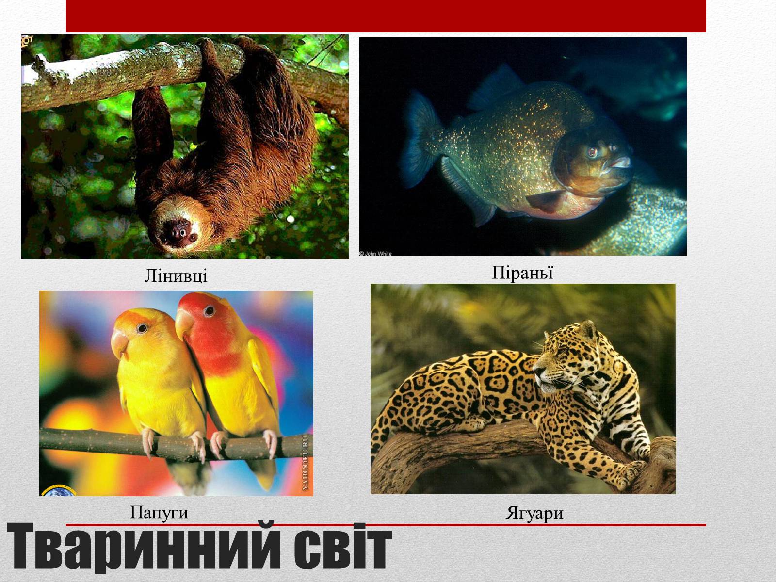 Презентація на тему «Бразилія» (варіант 6) - Слайд #11 Презентація на тему «Бразилія» (варіант 6) - Слайд #11
