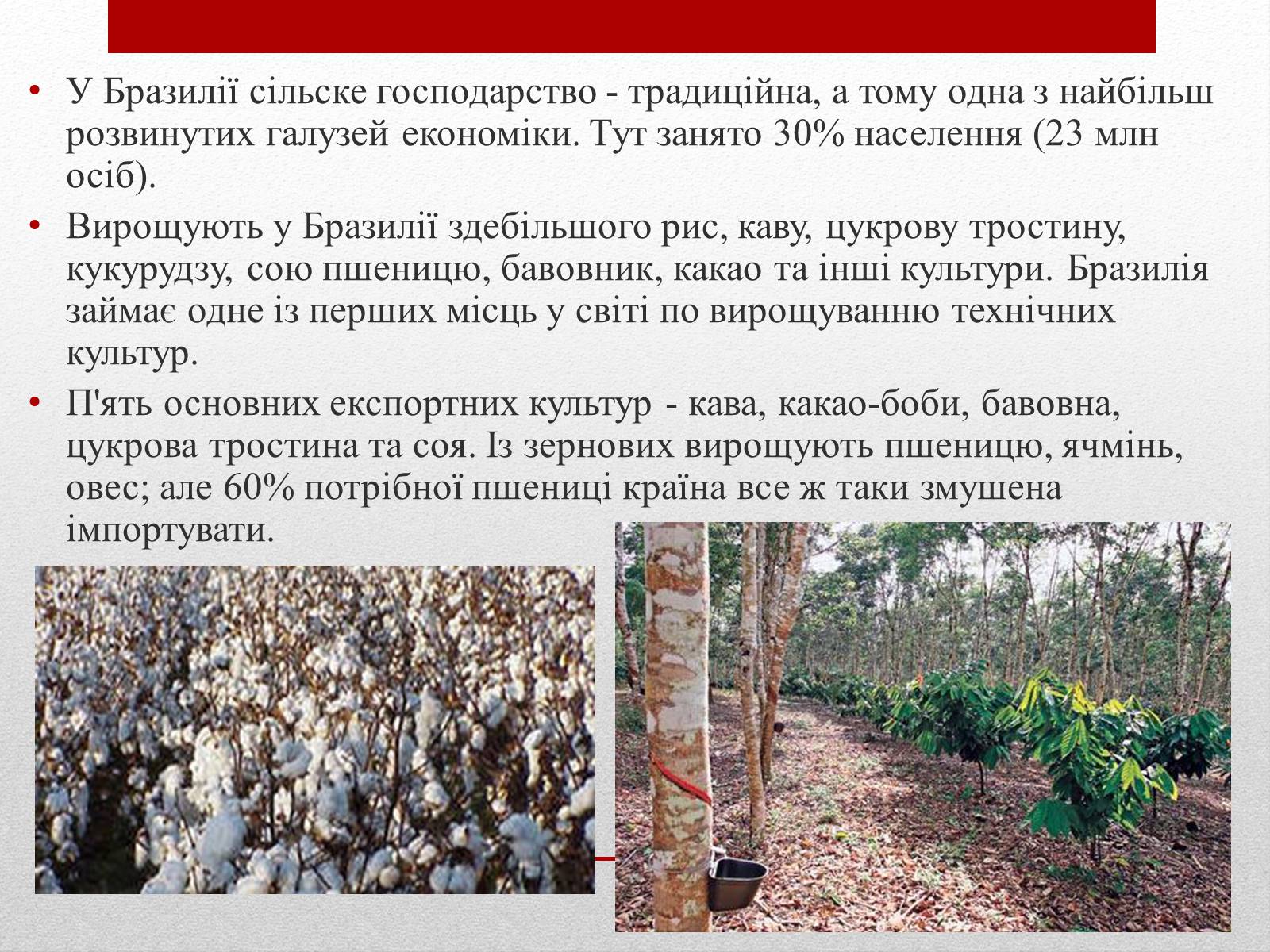 Презентація на тему «Бразилія» (варіант 6) - Слайд #23 Презентація на тему «Бразилія» (варіант 6) - Слайд #23