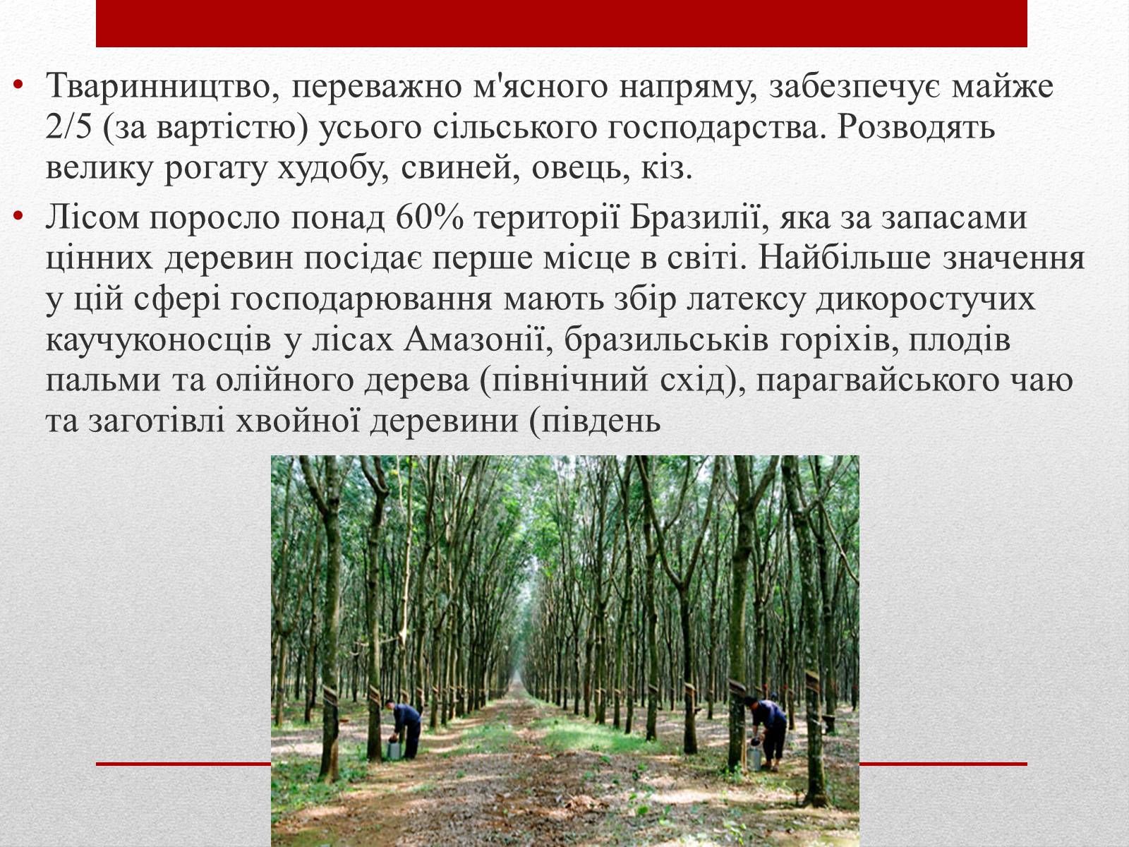 Презентація на тему «Бразилія» (варіант 6) - Слайд #24 Презентація на тему «Бразилія» (варіант 6) - Слайд #24