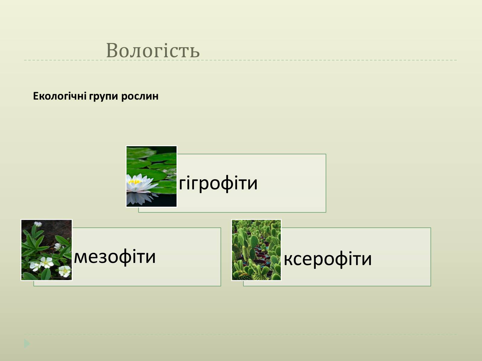 Презентація на тему «Екологічні чинники» (варіант 2) - Слайд #12 Презентація на тему «Екологічні чинники» (варіант 2) - Слайд #12