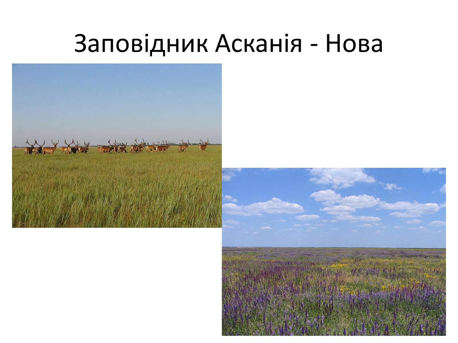Презентація на тему «Херсонська область» - Слайд #17 Презентація на тему «Херсонська область» - Слайд #17
