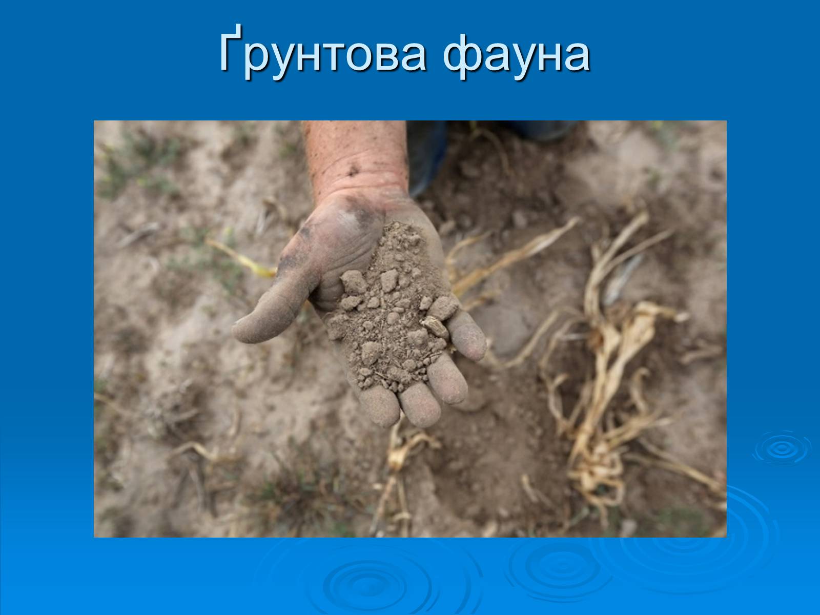 Презентація на тему «Кислотні дощі» (варіант 12) - Слайд #13 Презентація на тему «Кислотні дощі» (варіант 12) - Слайд #13