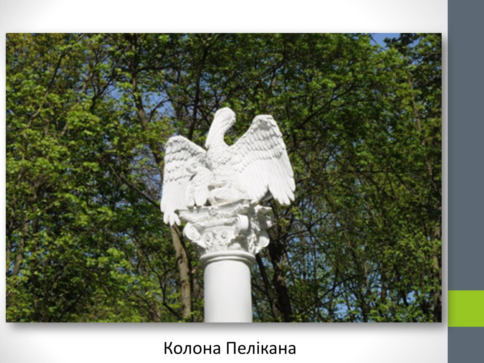 Презентація на тему «Державний дендрологічний парк «Олександрія»» - Слайд #15 Презентація на тему «Державний дендрологічний парк «Олександрія»» - Слайд #15